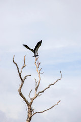 crow on the tree