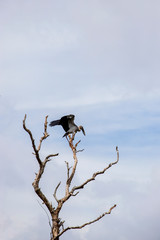 crow on a tree