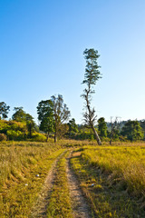 Fototapeta na wymiar A tall lean tree on the way - Beautiful Landscape.