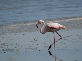 Pink Flamingo moving and reflecting in the water of the lagoon