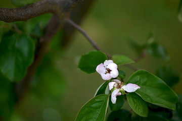 Close up of attractive delicate pale pink squince (Cydonia oblonga) blossom.
