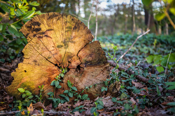 Nature background. Old tree trunk and green leaf plants in sunrays