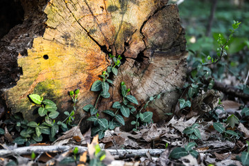 Nature background. Old tree trunk and green leaf plants in sunrays