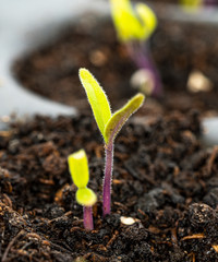 young tomato 