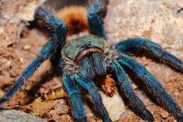 chromatopelma cyaneopubescens feeding