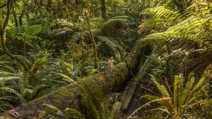 The beautiful landscape of the southern island of New Zealand is a mountain range of lake forests.