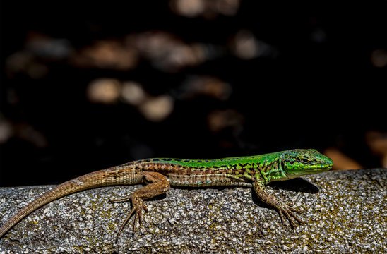 lizard on a rock