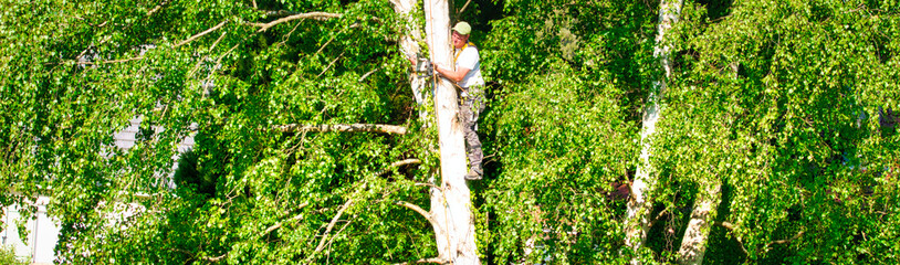Naklejka na ściany i meble Mature male tree trimmer high in birch tree, 30 meters from ground, cutting branches with gas powered chainsaw and attached with headgear for safe job