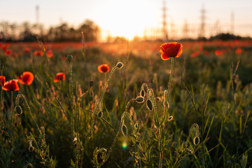 Fototapeta premium Russian field of blooming red poppies in summer at sunset
