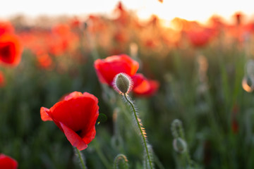 Bud and blooming poppies at sunset in a field in Russia