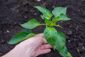 young plant in hand