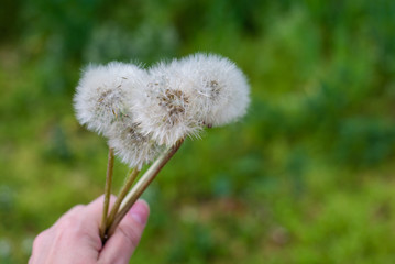 dandelion in the wind