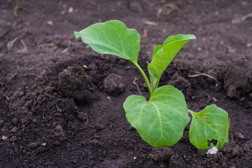 young green plant