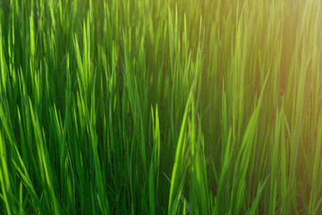 Grass. Fresh green spring grass with dew drops closeup. Sun. Soft Focus. Abstract Nature Background