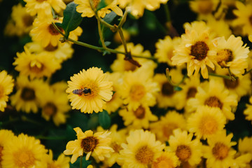 Close up of bee insect collecting pollen on yellow chrysanthemums flowers. Background with blossoming a chrysanthemum.