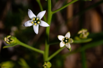 Small white flower