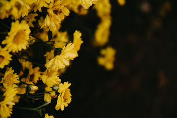 Background with blossoming a chrysanthemum. Floral spring background. Top view of yellow chrysanthemums.