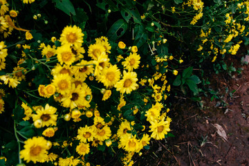 Fototapeta premium Background with blossoming a chrysanthemum. Floral spring background. Top view of yellow chrysanthemums.