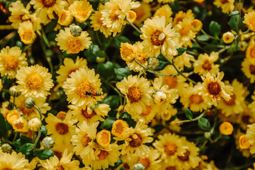 Close up of bee insect collecting pollen on yellow chrysanthemums flowers. Background with blossoming a chrysanthemum.
