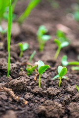 young shoots of flax under the spring sun