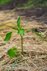 planted in open ground pepper mulched