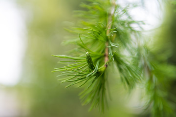 close up of pine needles