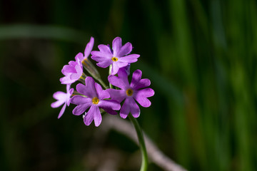 Magenta flower