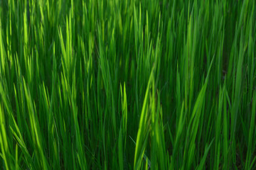 Grass. Fresh green spring grass with dew drops closeup. Sun. Soft Focus. Abstract Nature Background