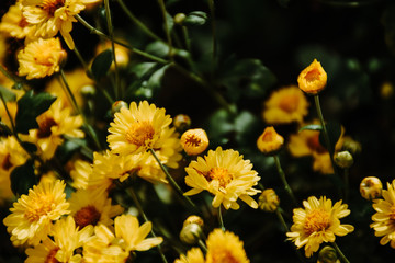 Background with blossoming a chrysanthemum. Floral spring background. Top view of yellow chrysanthemums.
