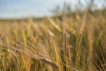 Fototapeta premium Close-up of a green and golden wheat field at sunset. Rural scenery