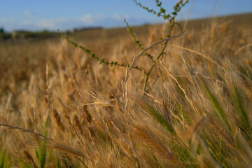 Fototapeta premium Close-up of a green and golden wheat field at sunset. Rural scenery