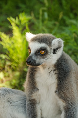Sitting lemur