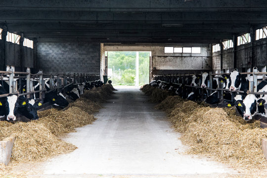 Cows stable.