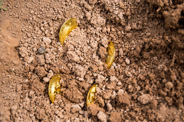 Bitcoin cryptocurrency, the future of business and payments. Rising value of bitcoin. Virtual currency. Excavation of gold coins from the ground