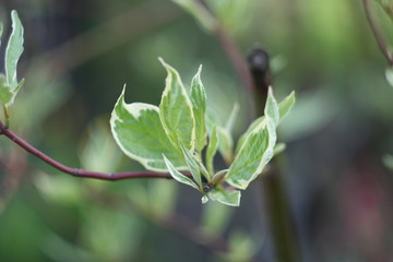 green leaves in spring