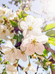Peerless apricot blossom in spring against the blue sky. Apricot branches in bloom. Spring concept. Beautiful background of white flowers.