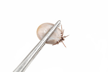 Tick (Ixodes ricinus) filled with blood in tweezers isolated on white background. Danger insect can transmit both bacterial and viral pathogens.