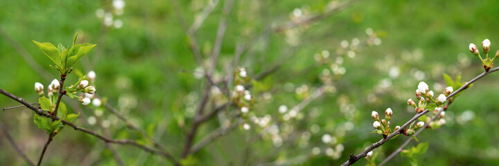 Blooming cherry tree on green grass background. Beautiful nature landscape. Sakura plant. Stock photo