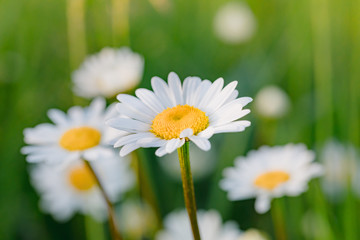 close up of white marguerite flowers in meadow. Flower is also called ox-eye daisy, oxeye daisy or dog daisy