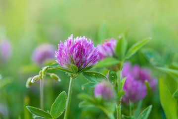 Close up of wild blossoming flower and red clover Trifolium pratense flower on green leaves background on meadow in spring with shallow focus.