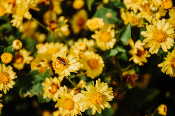 Close up of bee insect collecting pollen on yellow chrysanthemums flowers. Background with blossoming a chrysanthemum.
