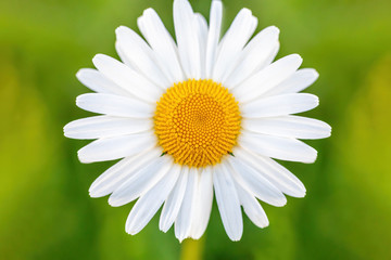 Obraz premium close up of white marguerite flowers in meadow. Flower is also called ox-eye daisy, oxeye daisy or dog daisy