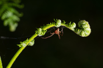 Spider under fern branch