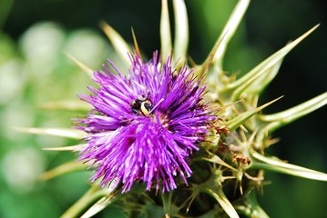 Flor de cardo con un insecto