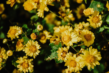 Background with blossoming a chrysanthemum. Floral spring background.  Top view of yellow chrysanthemums.