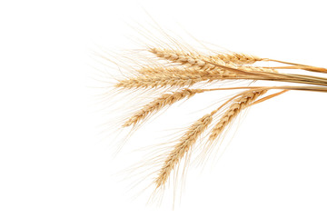Sheaf of wheat ears on white background.