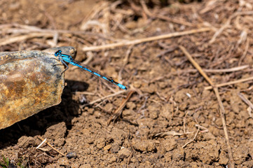 Male common blue damselfly, Enallagma cyathigerum