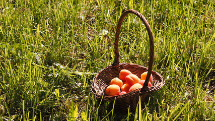 fresh peaches in a basket on the grass