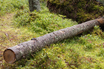 The felled tree lies in the forest