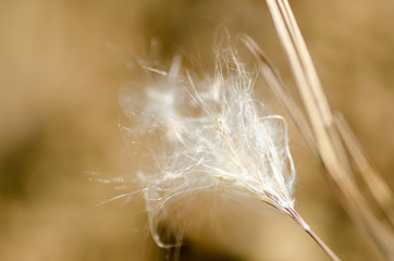 Wheat, plant, nature, close up, macro, vintage, foliage 